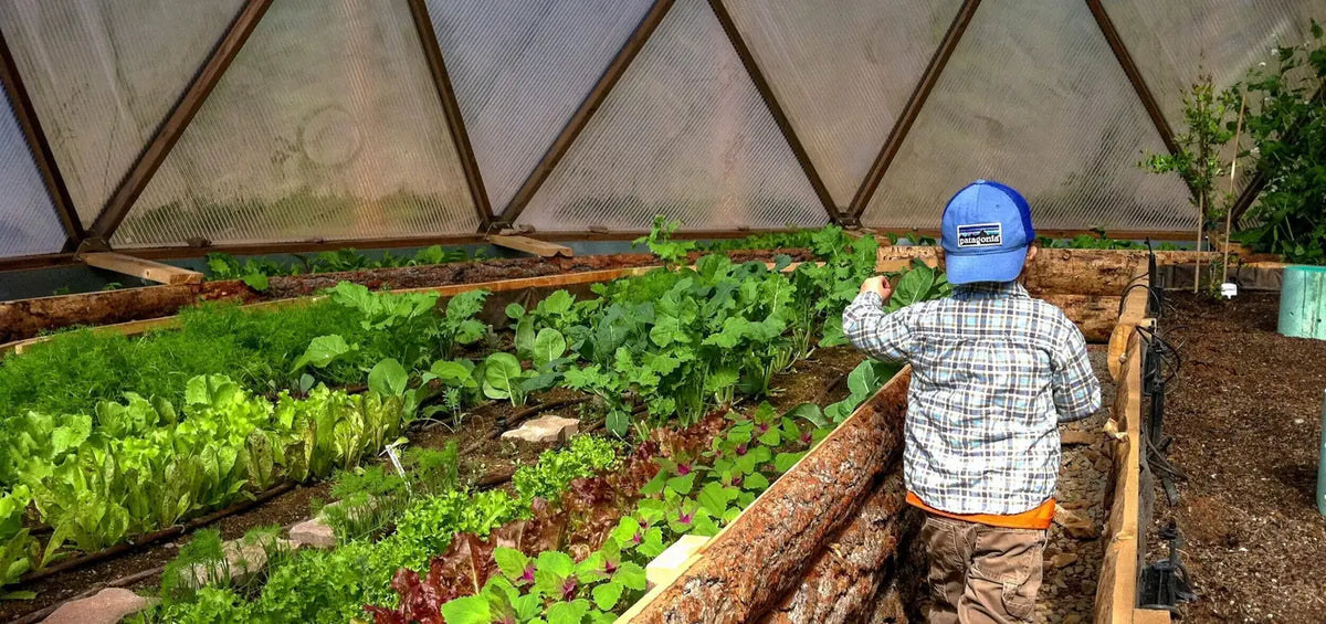 Child tending raised beds inside a Growing Dome