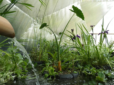Water flowing into the above-ground pond among plants inside a Growing Dome