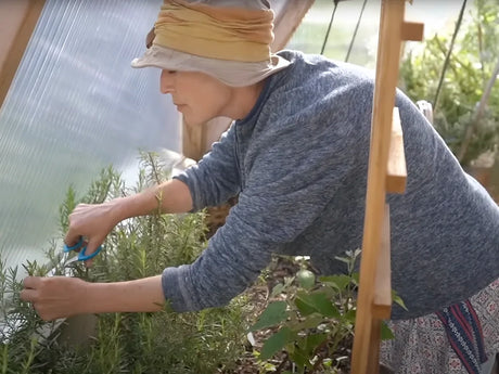 A gardener tending herbs inside a Growing Dome