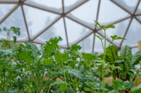 26 ft Growing Dome Geodesic Greenhouse Kit
