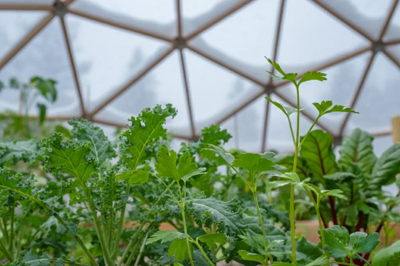 Four-Season Greenhouse