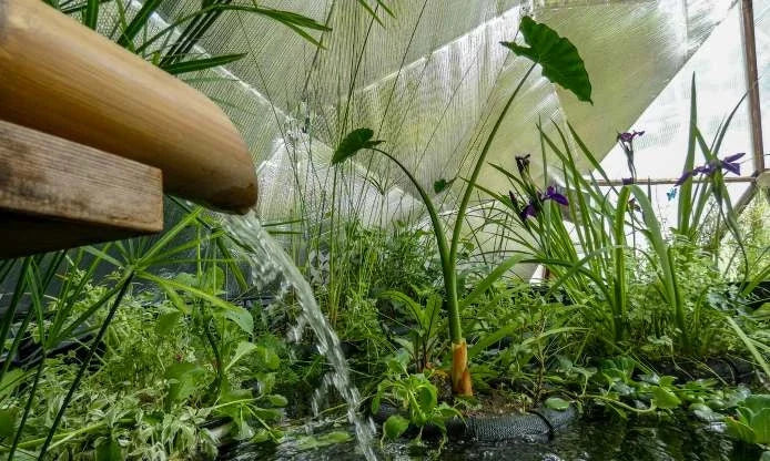 Watering established plants inside a Growing Dome